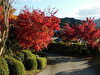 紅葉狩り